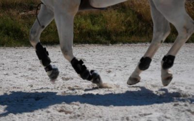 Convocatoria de exámenes de Galopes