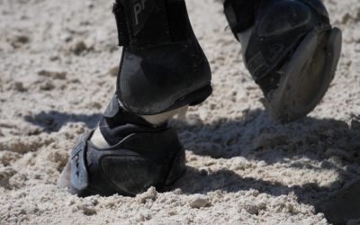 Nueva Convocatoria de Exámenes de Galopes en Zaragoza Hípica