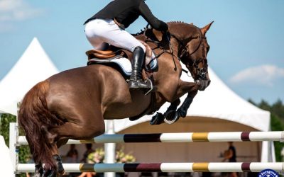 Consejos para comprar un caballo de salto