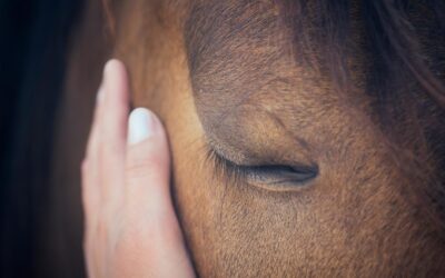 ¿Qué es el pupilaje de caballos?