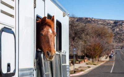 ¿Qué se necesita para transportar caballos?
