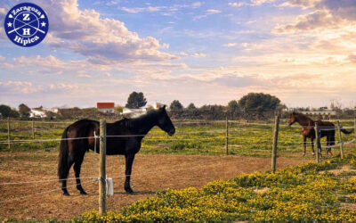Zaragoza Hípica, más libertad para tu caballo