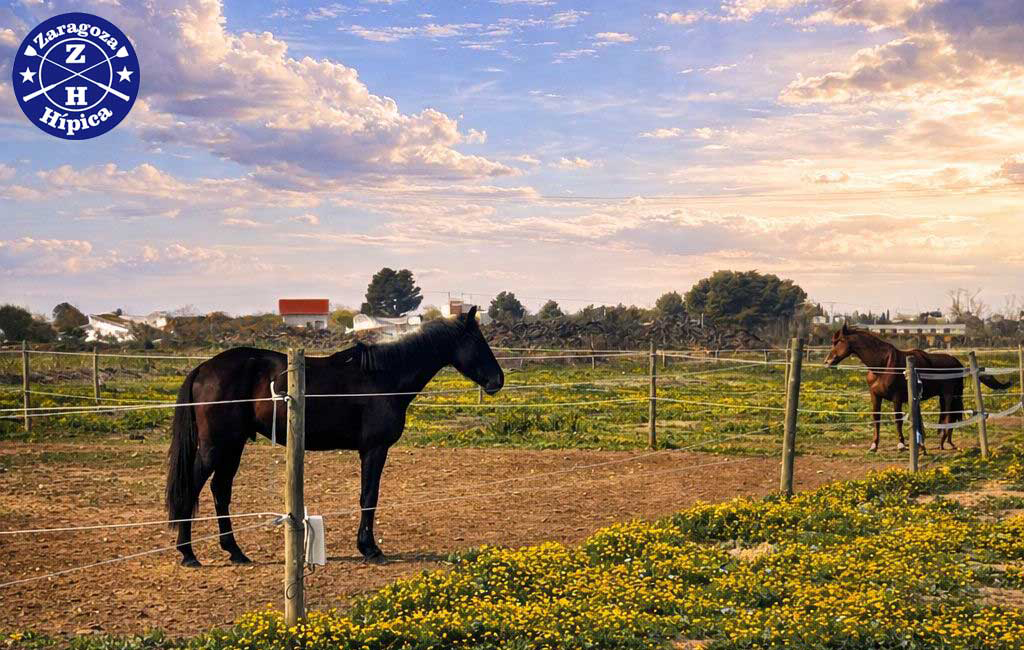 Zaragoza Hípica, más libertad para tu caballo
