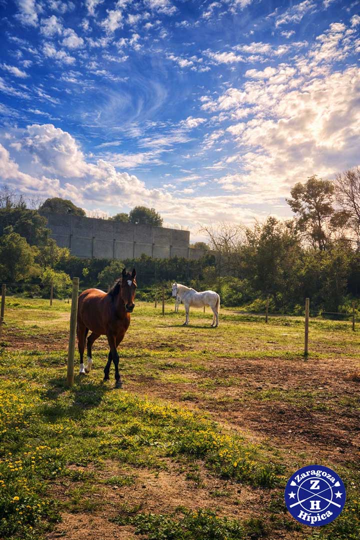 Una vida más natural y saludable para tu caballo Una vida más natural y saludable para tu caballo